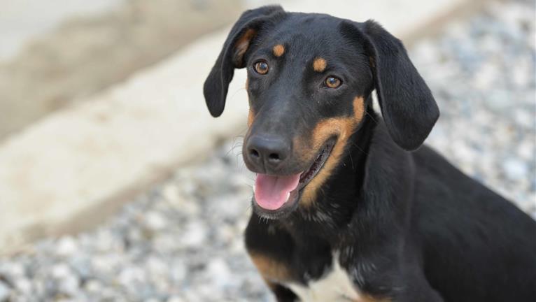 Shima uit Göcek: een echte dame!